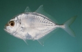 Carangoides malabaricus